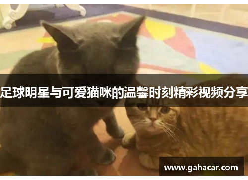 足球明星与可爱猫咪的温馨时刻精彩视频分享